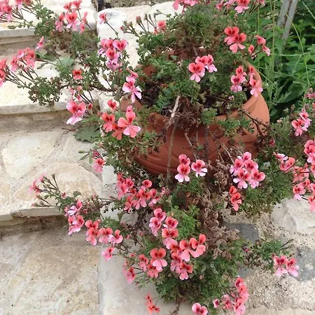 Villa Chaihoutes Stone Into Olive Farm In Zia Agios Dimitrios (Kos)