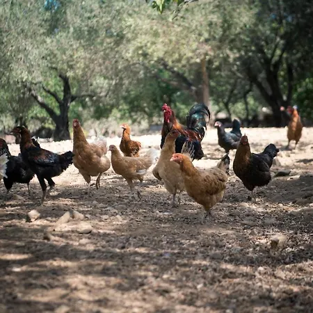 Chaihoutes Stone Into Olive Farm In Zia Villa Agios Dimitrios (Kos)