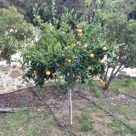Chaihoutes Stone Into Olive Farm In Zia
